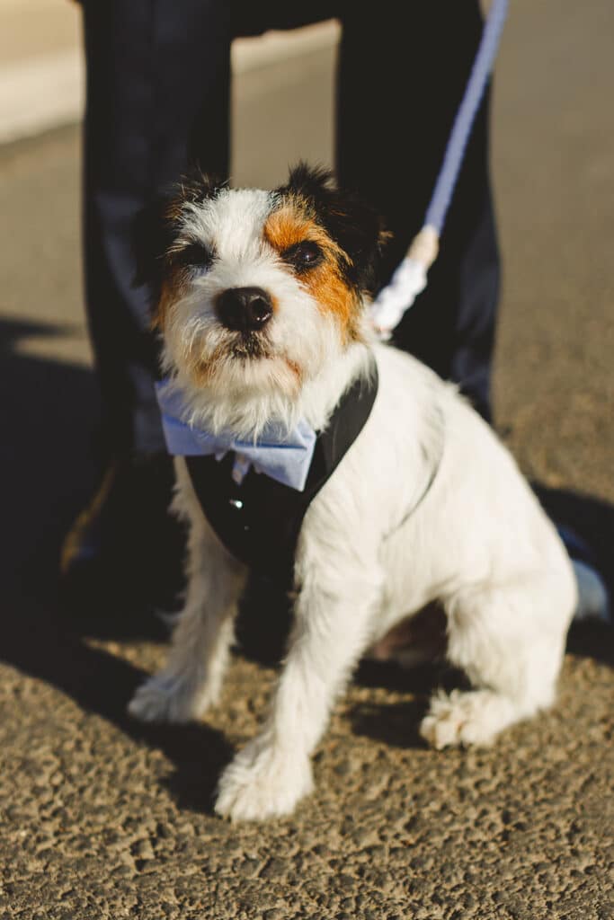 Dog-friendly Weddings with Mrs T Weddings